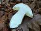 Bronzos vargánya (Boletus aereus), Őrség